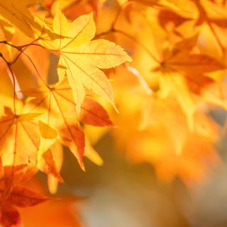 Konkurs fotograficzny "Złap jesień w kadrze "